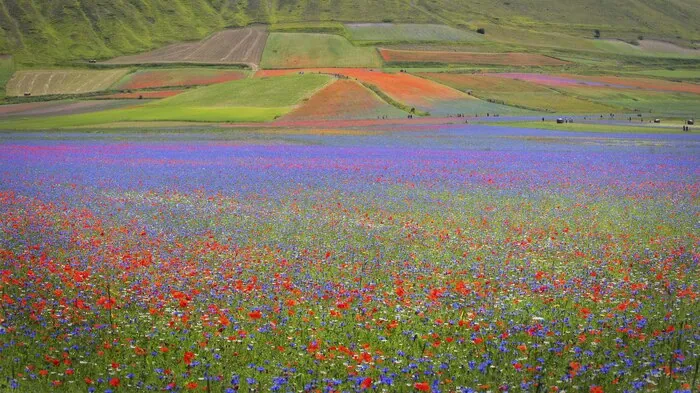 Strips of flowers and crops on rolling farmland: the kind of view that sells a summer programme.