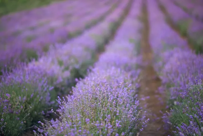 Furano Lavender Group Tours: Timing, Biei and Gateways