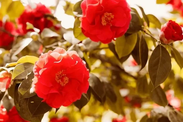 Flores rojas de camelia entre hojas verdes.