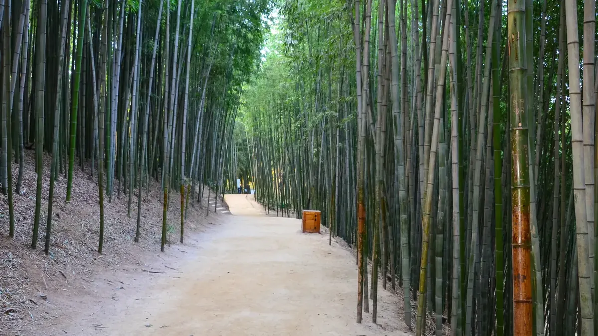 A path through the Juknokwon bamboo forest in Damyang