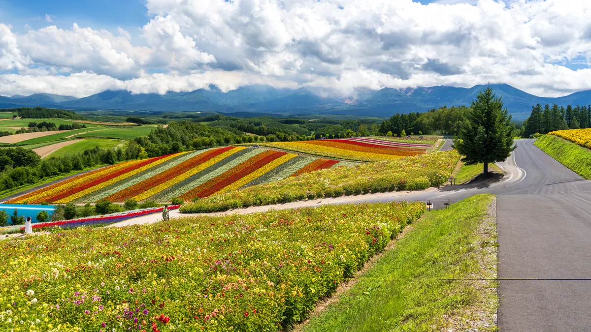 Rolling flower fields in the Furano and Biei area of Hokkaido
