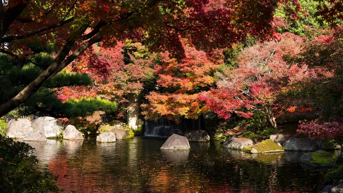 Herbstbäume rund um einen Teich in einem japanischen Garten.