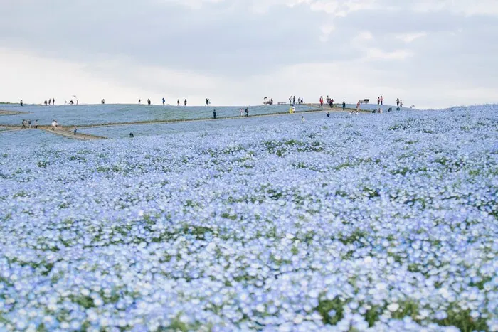 Ibaraki Day Trips for Groups: Flower Hills, Gardens and Falls