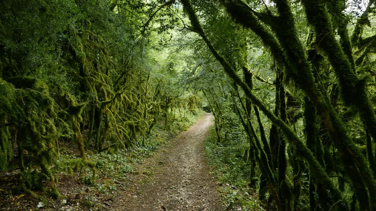 A track through moss-hung forest