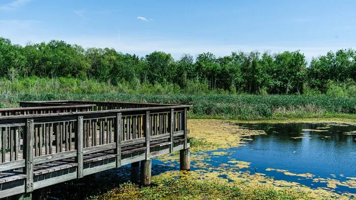 A raised wooden boardwalk over a reed marsh with open water beside it.