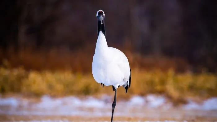 Eastern Hokkaido for Groups: Kushiro, Lake Akan and the Cranes