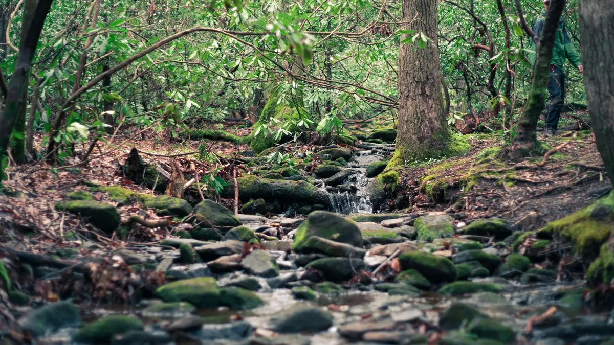 Pedras cobertas de musgo ao longo de um riacho na floresta