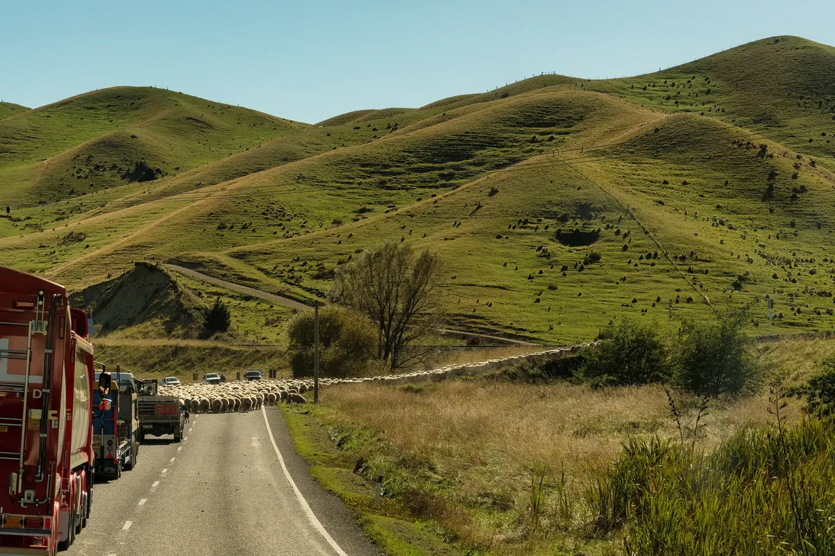 Ovelhas conduzidas por uma estrada rural enquanto os veículos esperam