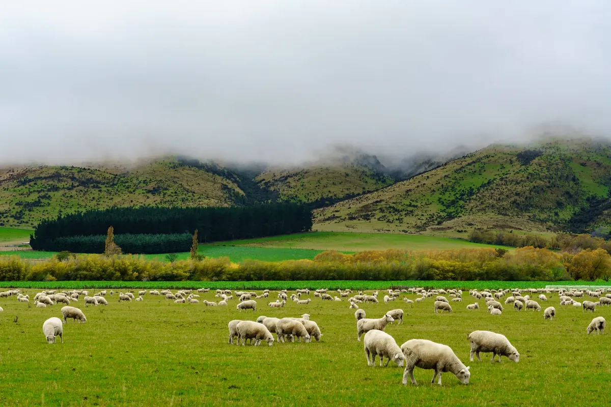 Ovelhas a pastar em terras agrícolas sob colinas enevoadas na Ilha do Sul da Nova Zelândia