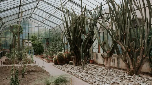 Cactus et plantes du désert le long d'une allée de gravier dans une serre.