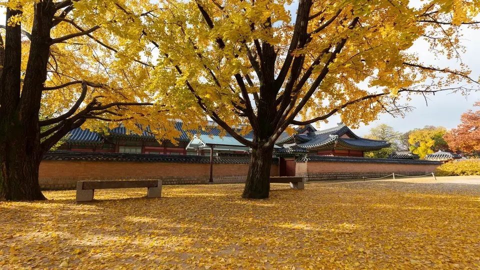 Gyeongbokgung in autumn by day. Many groups visit the main palace in daylight and add a confirmed evening elsewhere.