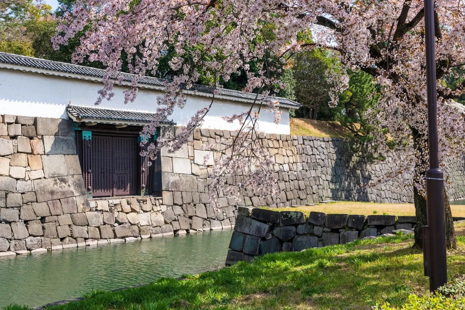 Cerisiers en fleurs le long des douves du château de Nijo à Kyoto.