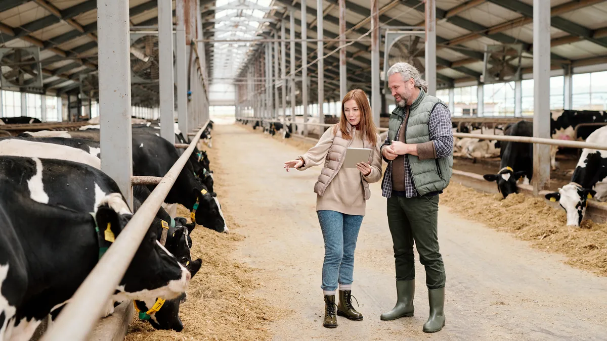 Two farm staff with a tablet talk in a modern dairy barn.