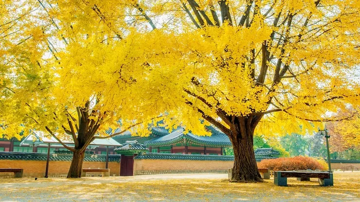 Gyeongbokgung Palace in autumn, Seoul, South Korea